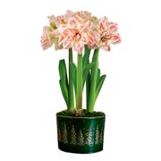Majestic Woods Striped Echo Amaryllis Trio Gift Alternate Image 2