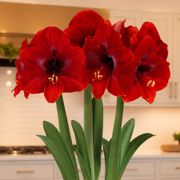 Cardinal Wishes Miracle Amaryllis Trio Gift Alternate Image 1