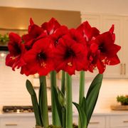 Season's Finest Red Lion Amaryllis Ultimate Gift Alternate Image 1