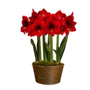 Season's Finest Red Lion Amaryllis Ultimate Gift Alternate Image 2