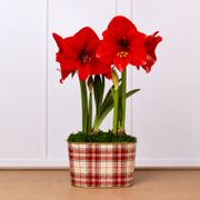 Fireside Plaid Miracle Amaryllis Duo Gift Thumb