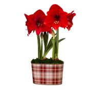 Fireside Plaid Miracle Amaryllis Duo Gift Alternate Image 2