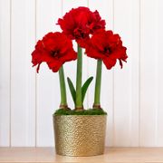 Holiday Glow Ragtime Amaryllis Trio Gift Thumb