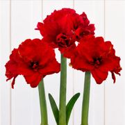 Holiday Glow Ragtime Amaryllis Trio Gift Alternate Image 1
