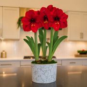 Winter Holly Red Lion Amaryllis Trio Gift Thumb