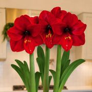 Winter Holly Red Lion Amaryllis Trio Gift Alternate Image 1