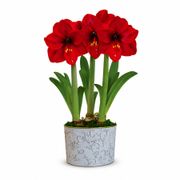 Winter Holly Red Lion Amaryllis Trio Gift Alternate Image 2