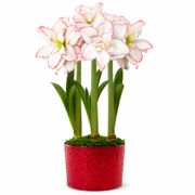 Joyous Season Harlequin Amaryllis Trio Gift Alternate Image 2