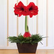 Perfect Pairing Fresh Evergreen Arrangement Thumb