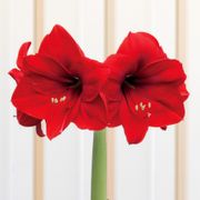 Perfect Pairing Fresh Evergreen Arrangement Alternate Image 1