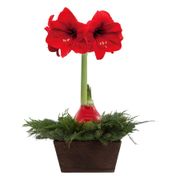 Perfect Pairing Fresh Evergreen Arrangement Alternate Image 2