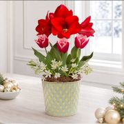 Winter Delight Bulb Garden Gift Thumb