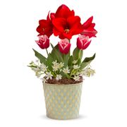 Winter Delight Bulb Garden Gift Alternate Image 2