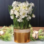 Heavenly Bliss Bulb Garden Gift Thumb