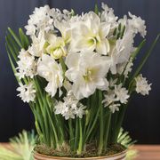 Heavenly Bliss Bulb Garden Gift Alternate Image 1
