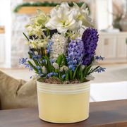 Peaceful Palette Bulb Garden Gift Thumb