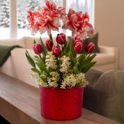 Merry Medley Bulb Garden Gift Thumb