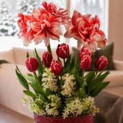 Merry Medley Bulb Garden Gift Alternate Image 1