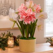 Sugar Plum Fairy Bulb Garden Gift Thumb
