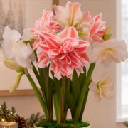 Sugar Plum Fairy Bulb Garden Gift Alternate Image 1