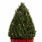 Fresh and Fragrant Rosemary Tree Gift Alternate Image 1