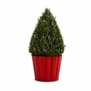 Fresh and Fragrant Rosemary Tree Gift Alternate Image 2