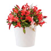 Joyful Christmas Cactus Gift Plant Alternate Image 2