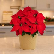 Classic Red Poinsettia Gift Plant Thumb