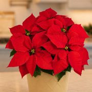 Classic Red Poinsettia Gift Plant Alternate Image 1