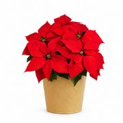 Classic Red Poinsettia Gift Plant Alternate Image 2