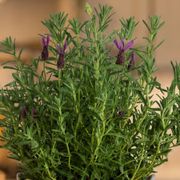 Lavender Delight Gift Plant Alternate Image 1