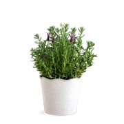 Lavender Delight Gift Plant Alternate Image 2