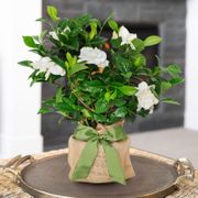 Gardenia Gift Tree Thumb