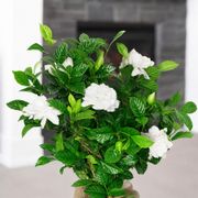 Gardenia Gift Tree Alternate Image 1