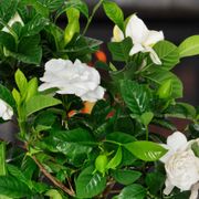 Gardenia Gift Tree Alternate Image 2
