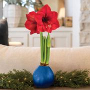 Blue Waxed Red Lion Amaryllis Gift Thumb