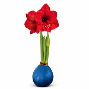 Blue Waxed Red Lion Amaryllis Gift Alternate Image 2