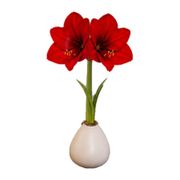 White Waxed Red Lion Amaryllis Gift Alternate Image 2
