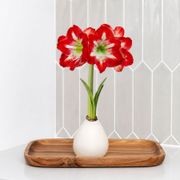 White Waxed Minerva Amaryllis Gift Thumb