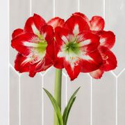 White Waxed Minerva Amaryllis Gift Alternate Image 1