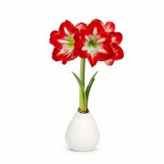 White Waxed Minerva Amaryllis Gift Alternate Image 2
