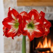 Timeless Elegance Red Waxed Minerva Amaryllis Gift Alternate Image 1