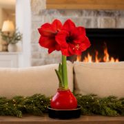 Timeless Elegance Red Waxed Red Lion Amaryllis Gift Thumb