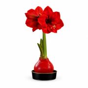 Timeless Elegance Red Waxed Red Lion Amaryllis Gift Alternate Image 2
