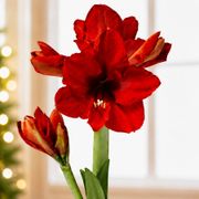 Cheerful Penguin Waxed Amaryllis Gift Alternate Image 1