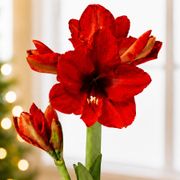 Jolly Snowman Waxed Amaryllis Gift Alternate Image 1