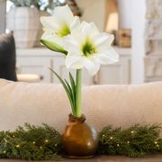 Gold Waxed Christmas Gift Amaryllis Gift Thumb
