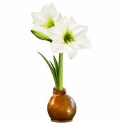 Gold Waxed Christmas Gift Amaryllis Gift Alternate Image 2