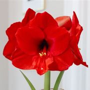 Ready to Grow Red Lion Amaryllis Kit Alternate Image 2