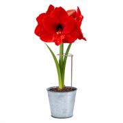 Ready to Grow Red Lion Amaryllis Kit Alternate Image 4